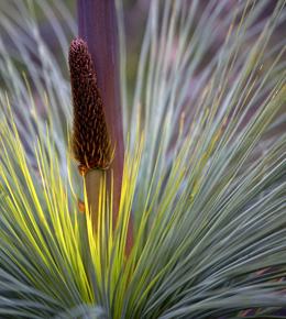 stunning native flora in the grampians national park